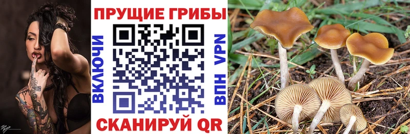 Галлюциногенные грибы мицелий  Пучеж 